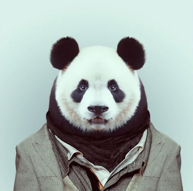 oso-panda.jpg