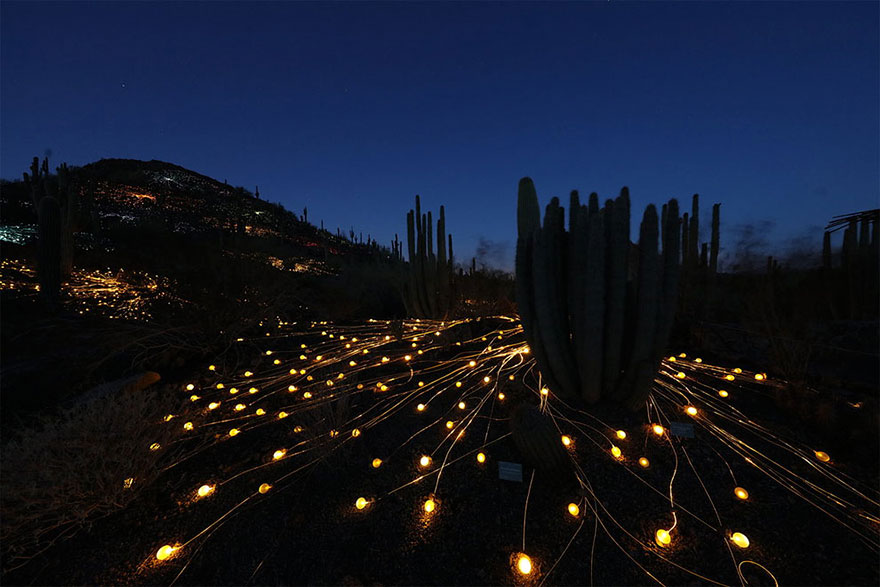 surreal-light-installations-field-of-light-bruce-munro-uluru-australia-4