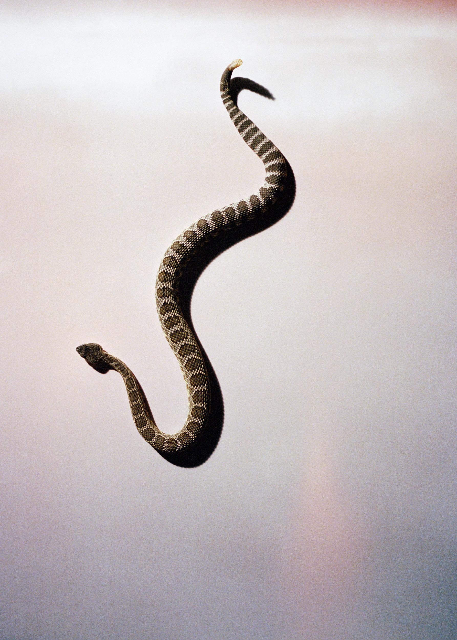 davidblack-cerrogordo-snake3