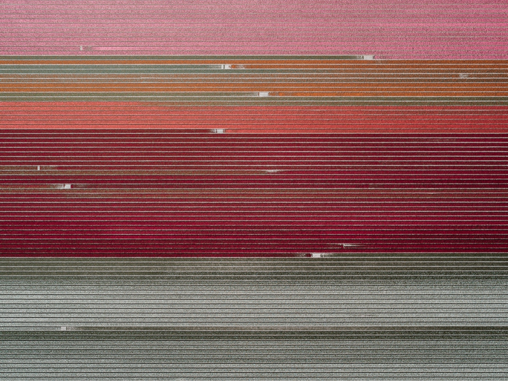 ‘The Tulip Series’, de Tom Hegen