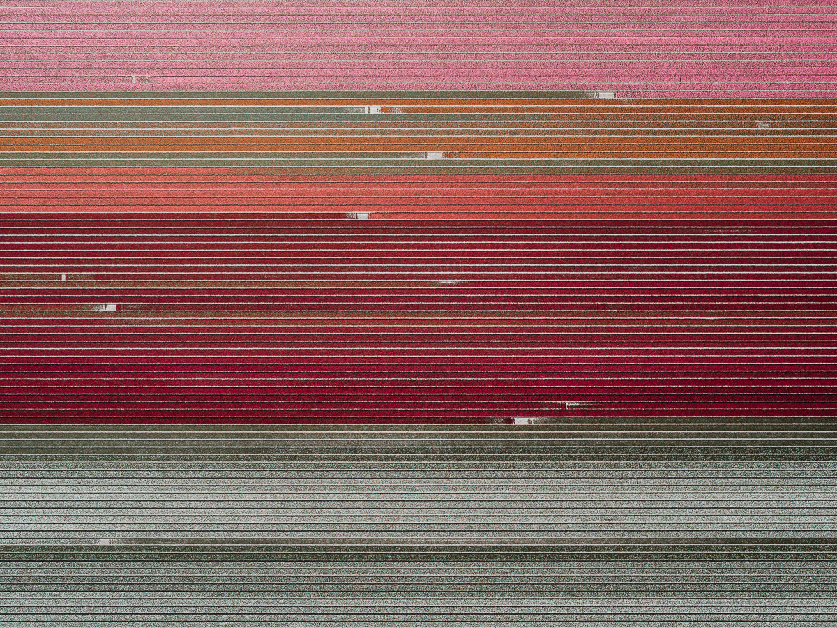 ‘The Tulip Series’, de Tom Hegen