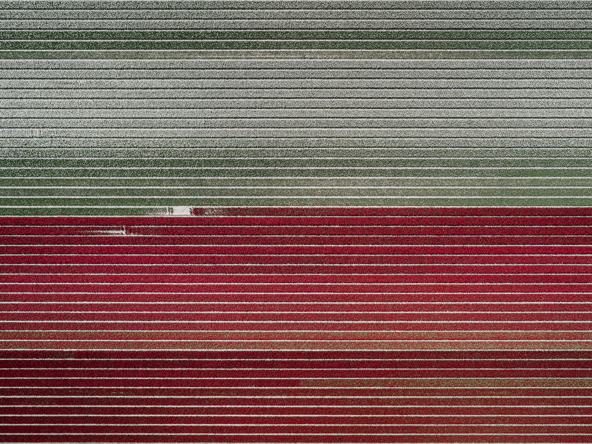 The-Tulip-Series-Tom-Hegen-e-i-campi-di-tulipani-dallalto-Collater.al-4