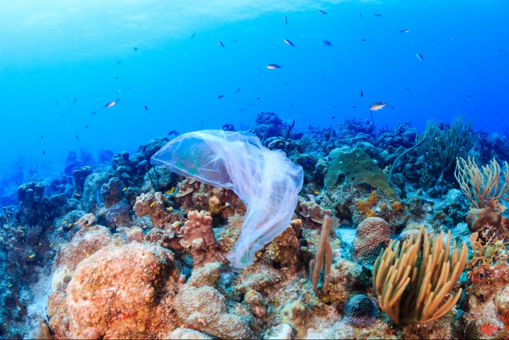Oceans’ Dealer, conciencia ecológica vía Instagram