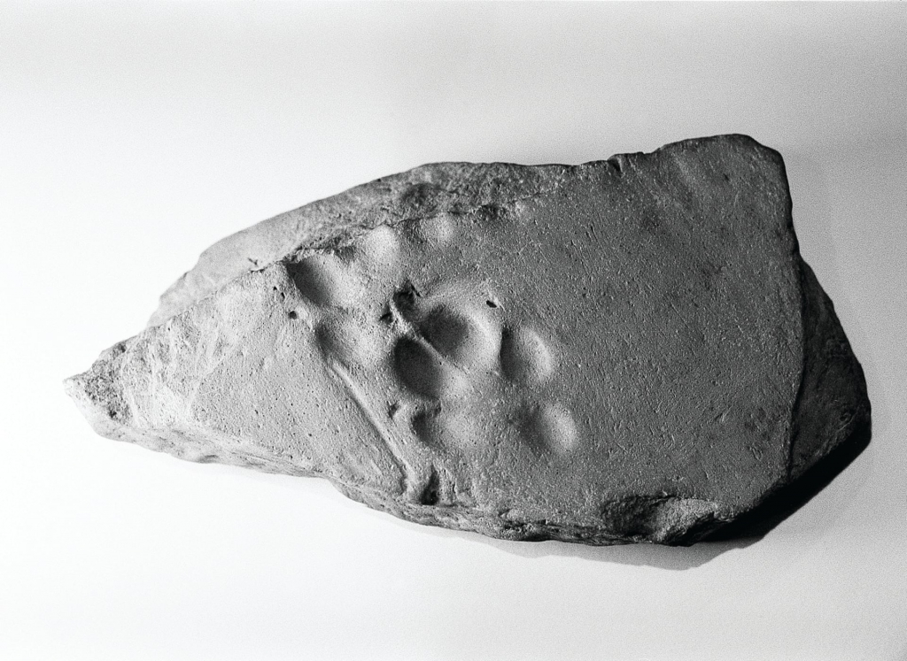De la poesía a la arqueología en Dundee Contemporary Arts de Lorna Macintyre