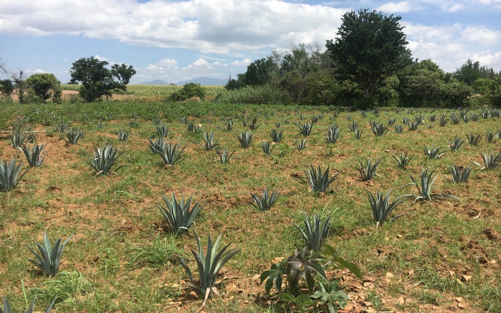 Podríamos estar bebiendo mezcal clonado en 2023