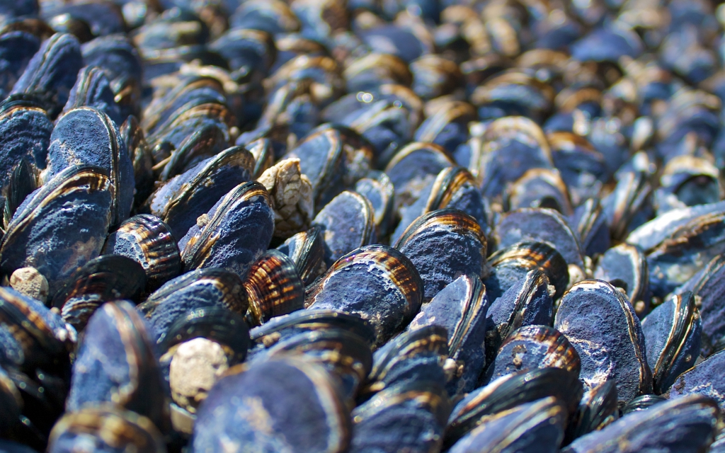 Los mejillones de la costa de California se están cocinando solos por culpa del calor