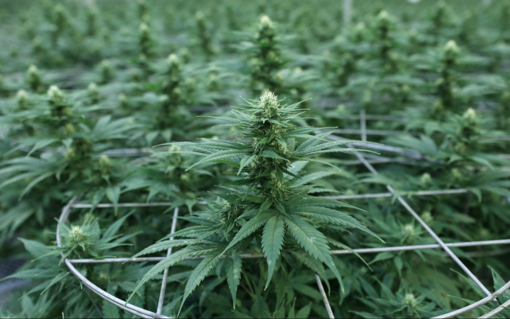 Luxemburgo será la primera nación europea en legalizar el cannabis