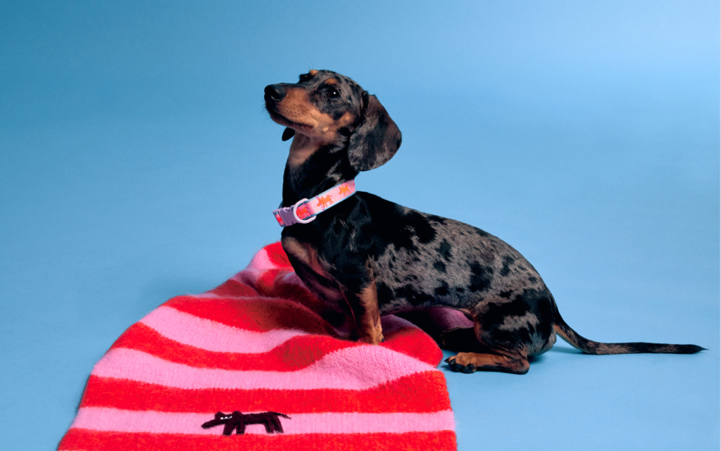 BIMBA Y LOLA lanza una divertida colección para mascotas (y sus humanos)